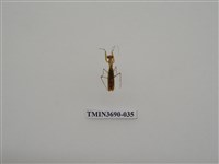 藏品(螳螂)的圖片